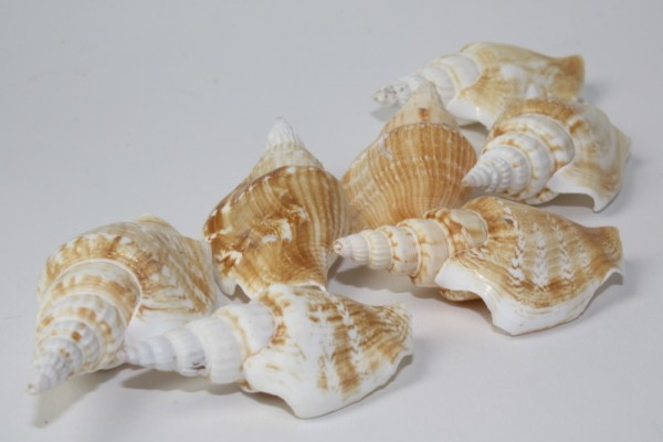 Muscheln, elu shells, ca. 75 g, naturfarben