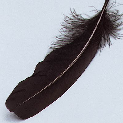 Gänsefedern, ca. 16 - 21 cm, 8 St, schwarz