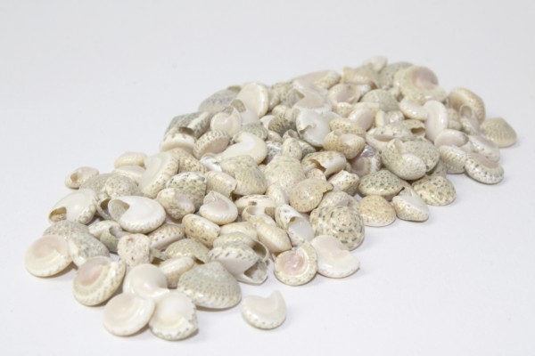 Muscheln, peri shells, ca. 75 g, champagner