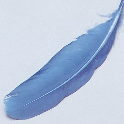 Gänsefedern, ca. 16 - 21 cm, 8 St, blau